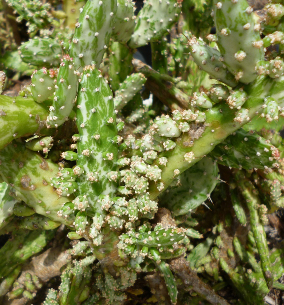 Opuntia maverick variegata 'Tricolor' The Cactus King